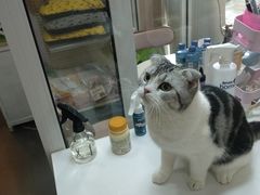 -十年猫舍·猫咪专门店(普陀店)