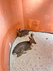 -Zoolung Zoolung动物主题公园(海信广场店)