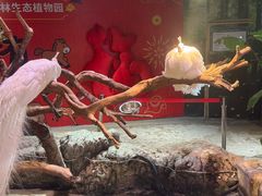 -正佳雨林生态植物园