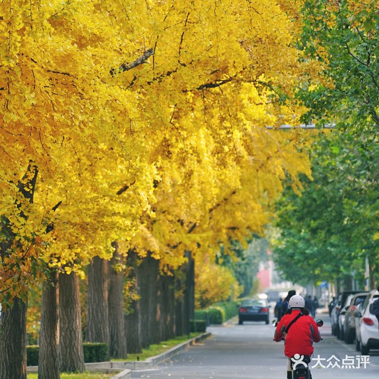 北平之秋｜银杏季｜东直门外大街