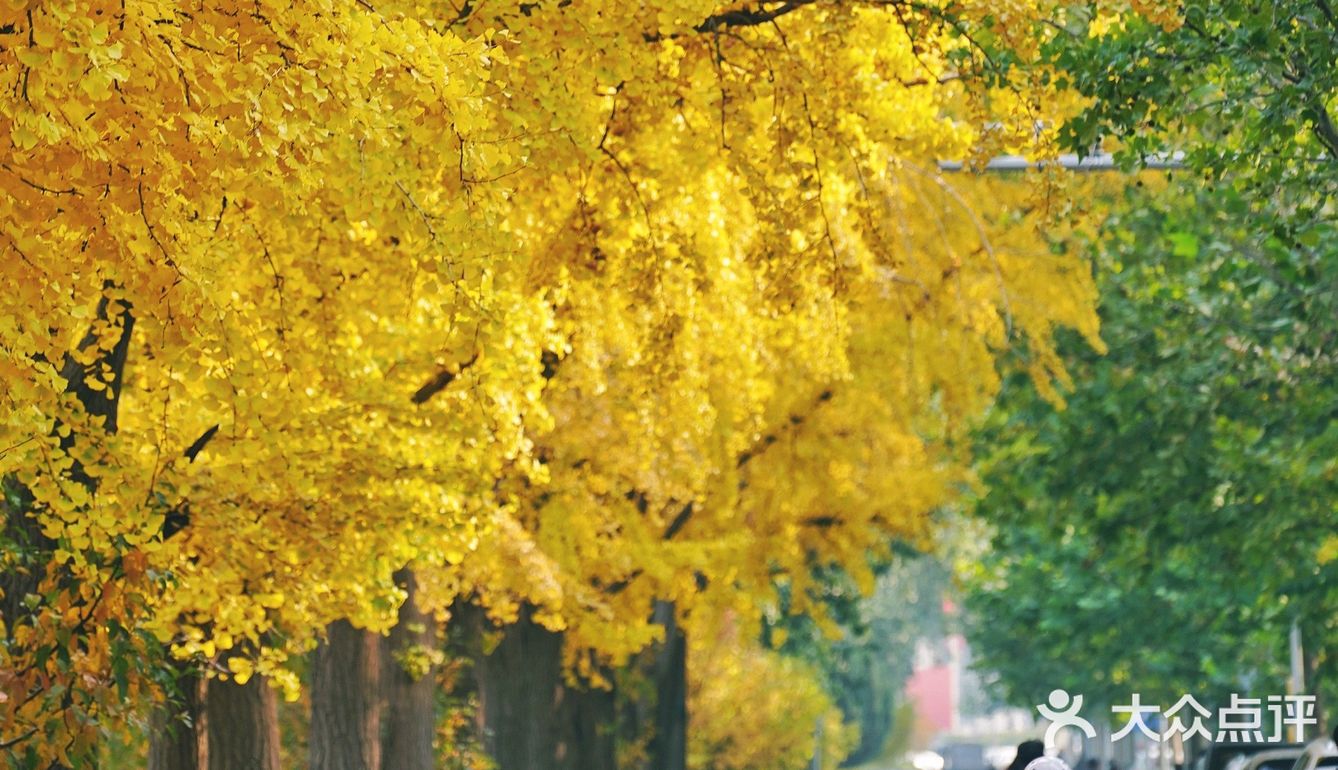 北平之秋｜银杏季｜东直门外大街