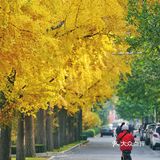 北平之秋｜银杏季｜东直门外大街