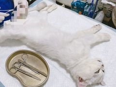 -灵美宠物诊所