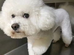 -艾贝尔宠物医院 ·内科全科(梁溪路店)