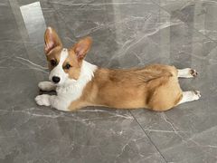 -多乐狗狗宠物训练工作室