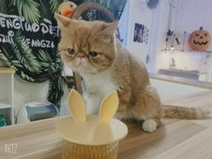 -平行世界·猫咖(首经贸店)