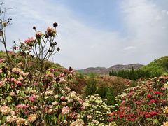 -贵州百里杜鹃风景名胜区