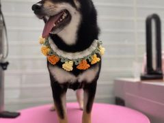 -FAELING PETS美天灵宠物(合生汇店)
