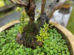 -庐山风景区花径公园