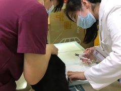 -艾贝尔宠物诊疗