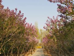 -大兴滨河森林公园