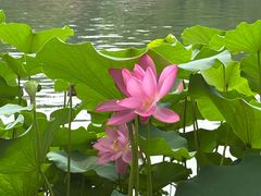 -丰台花园