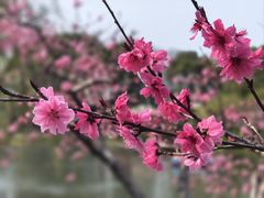 -圩墩遗址公园
