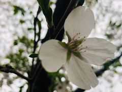 -武汉大学-樱园