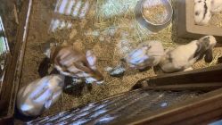 -酷嗒动物文化乐园(cutezoo西溪乐天城店)