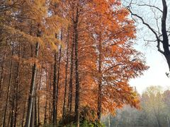 -溱湖国家湿地公园