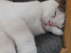 -喵园·猫主题咖啡厅·撸猫·猫咖(国贸店)