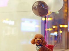 -超宠爱宠物摄影-Super pet
