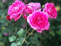 -鹅湖玫瑰文化园