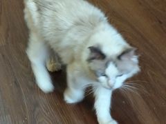 -楼上猫咖(罗湖店)