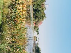 -映月湖公园