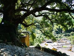 -杨家堂村