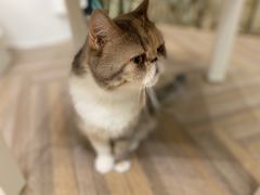 -酷豆宠物咖啡·宠物美食·撸猫馆