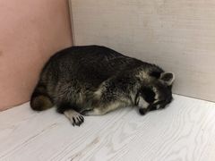 -浣熊柯尔鸭土拨鼠·电玩咖
