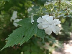 -黑龙江省森林植物园