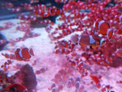 -海合安成都极地海洋公园