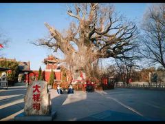 -大槐树寻根祭祖园