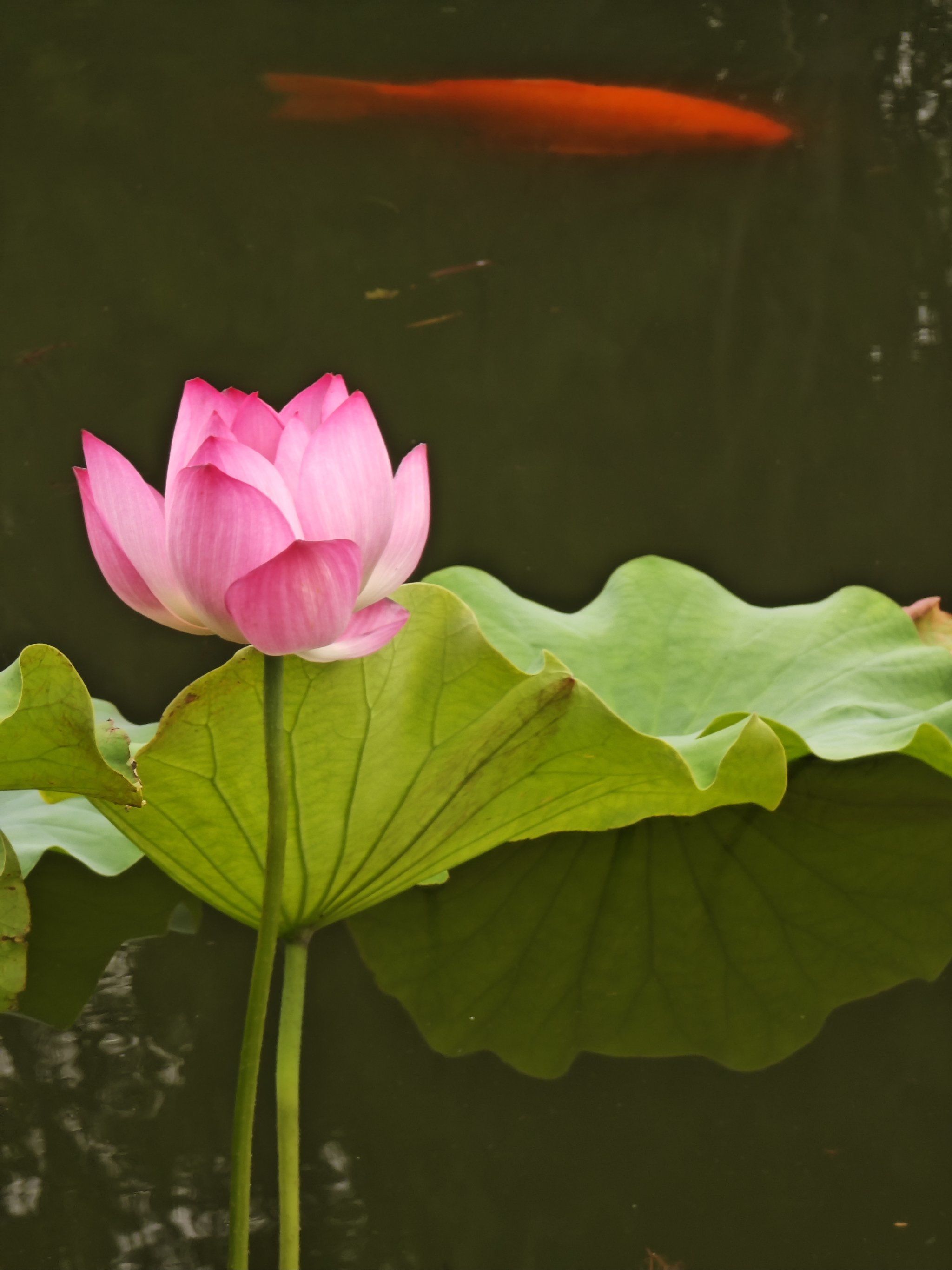 贾荣志·画荷丨墨染唐宋风华莲韵融“绘”诗香