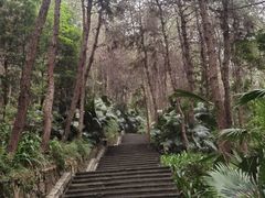 -铁山坪森林公园