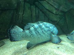 -悉尼海洋生物水族馆