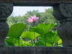 -上海辰山植物园