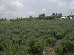 -紫颐香薰山谷景区