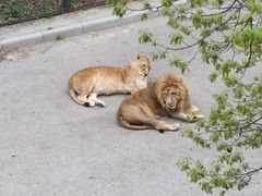 -大连森林动物园