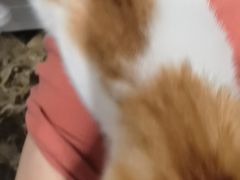 -美联众合动物医院·24h转诊中心