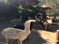 -大连森林动物园