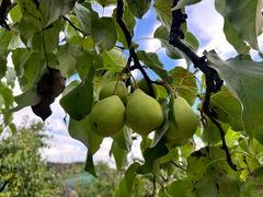 -丽泽山庄·生态怀柔菜·虹鳟鱼(红螺寺店)