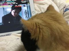 -伟伟宠物医院·瑞派猫友好医院·猫科(光谷店)