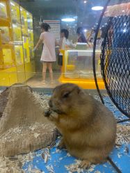 -神奇动物撸宠馆·羊驼·小浣熊·异宠(豫园店)