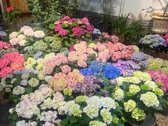 -双季花艺园艺市场(浦东店)