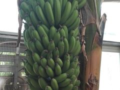 -呀路古热带植物园