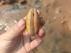 -日照海滨国家森林公园