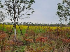 -武汉紫薇都市田园