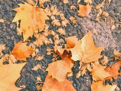 -川外川(星海店)