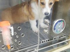 -A猫a狗全科·犬猫异宠·芥西宠物医院(南开总院)