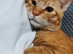 -爱诺耐芙动物医院(万博店)