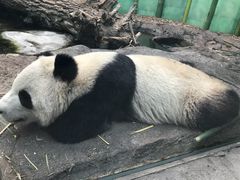 -卡尔加里动物园